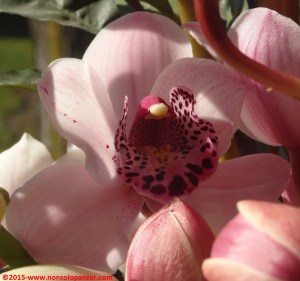 Legnano e casa gennaio 2015 30