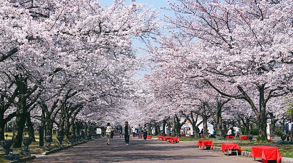 Tokyo cherry blossom poster