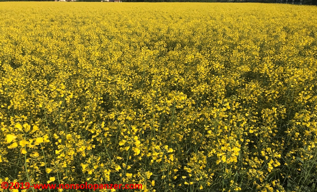 07 Primo Maggio 2019