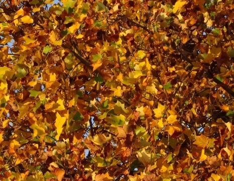 Spaparazzami Questo – Ottobre&nbsp;2019